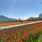 Tulip garden, Kashmir